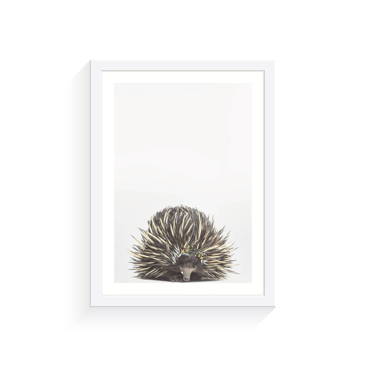 Baby Echidna Eucalyptus Crown