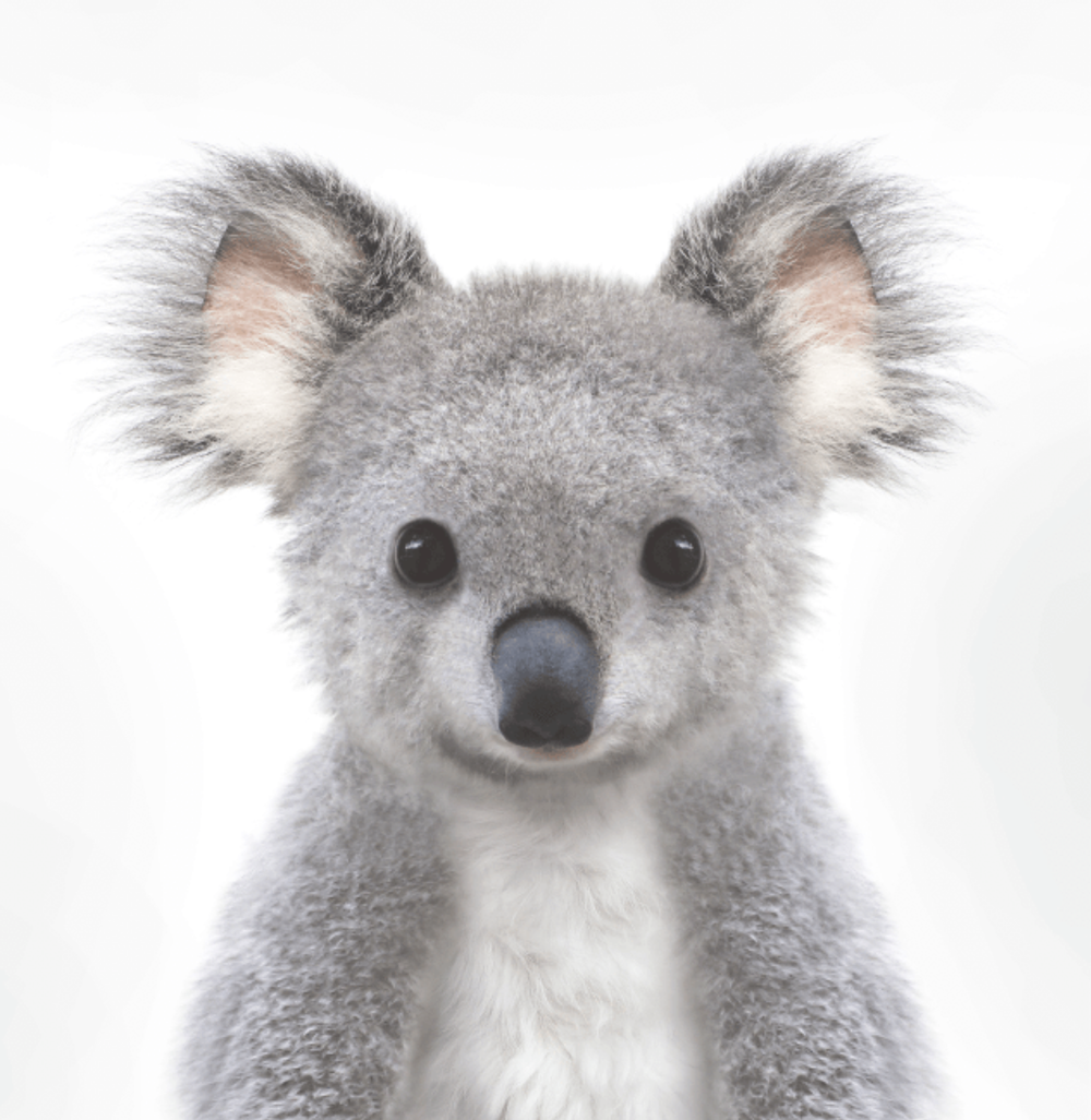 Baby Koala